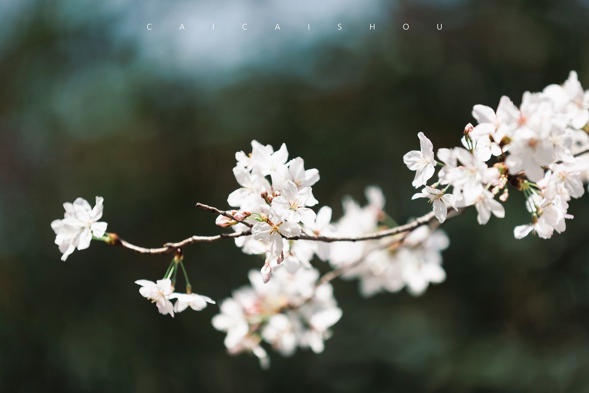 【菜々手摄影】樱花一组