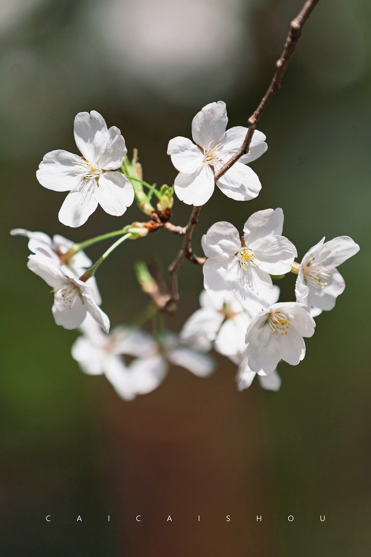 【菜々手摄影】樱花一组