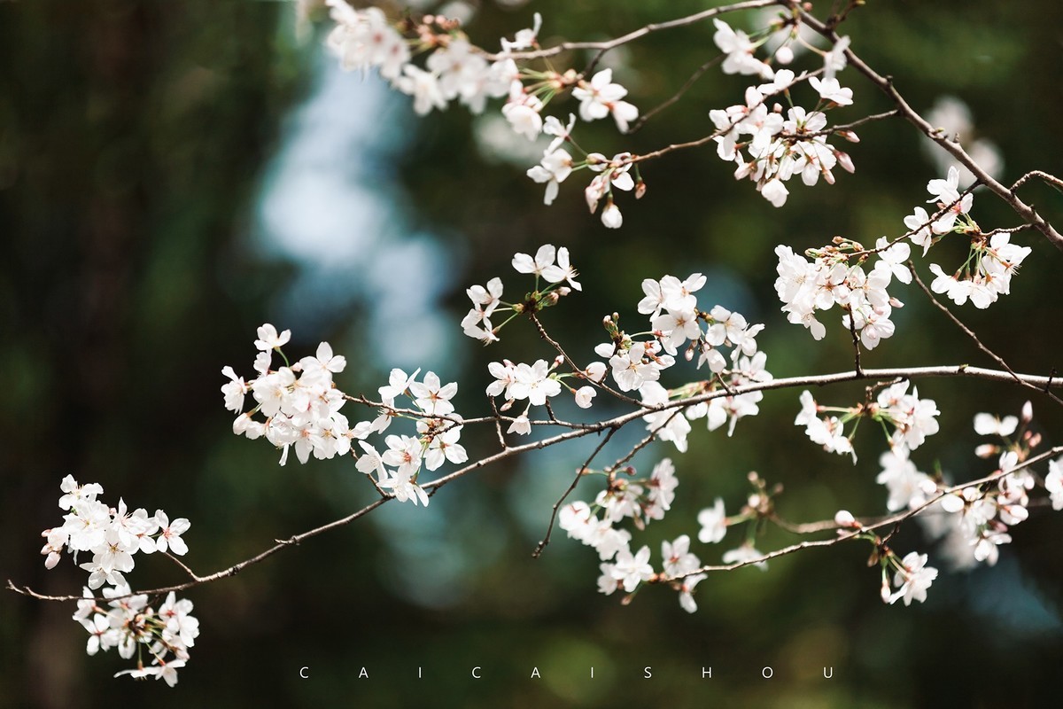 【菜々手摄影】樱花一组