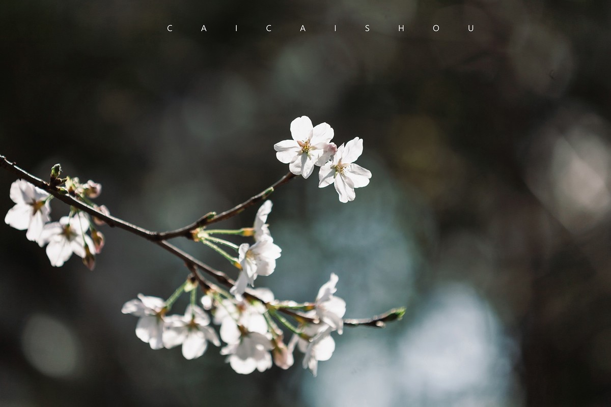 【菜々手摄影】樱花一组