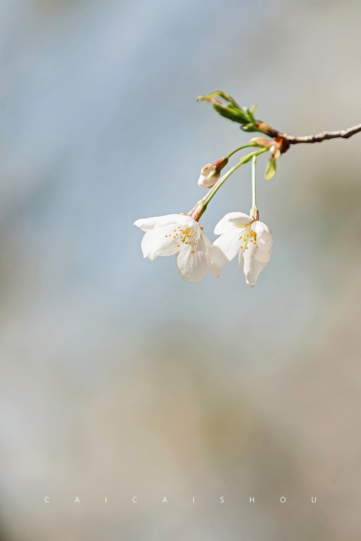 【菜々手摄影】樱花一组