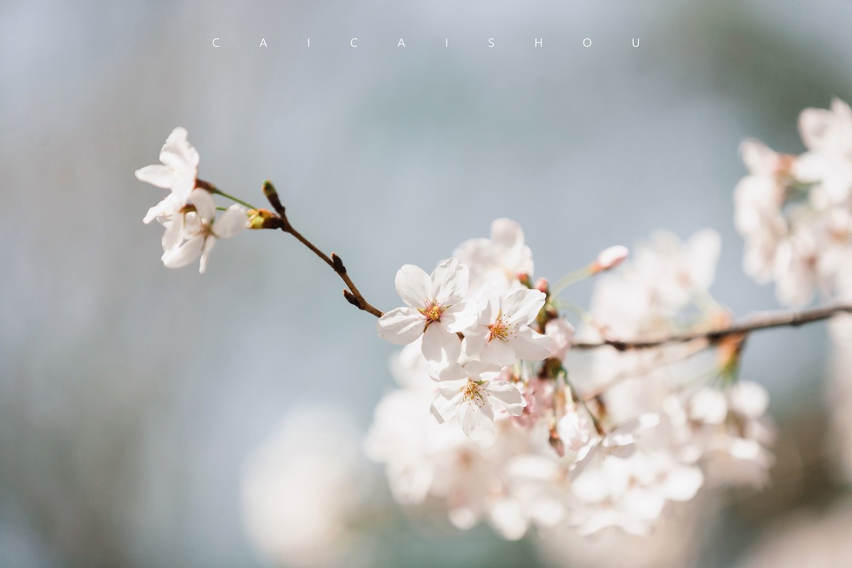 【菜々手摄影】樱花一组