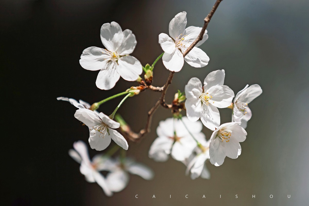 【菜々手摄影】樱花一组