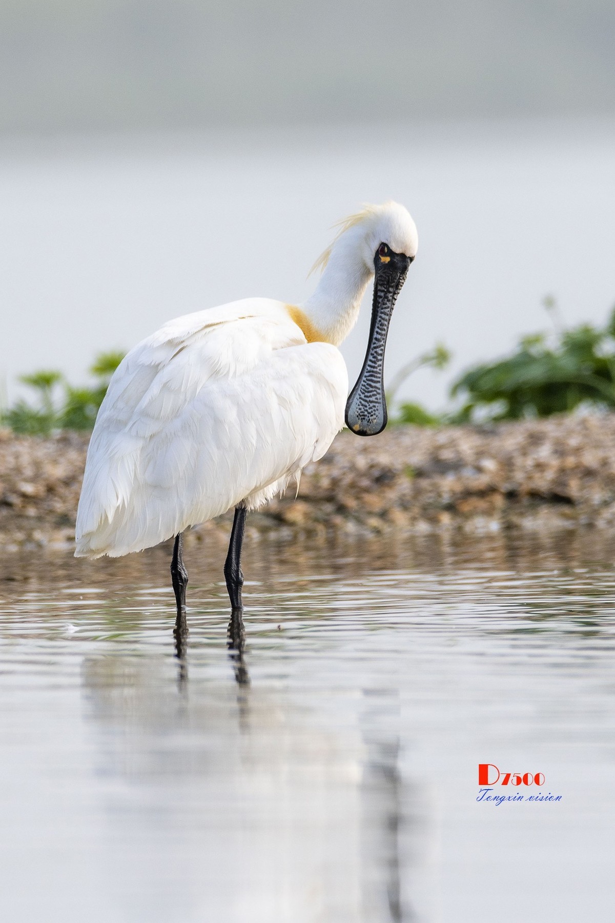 庄河鹭泊湖（8）