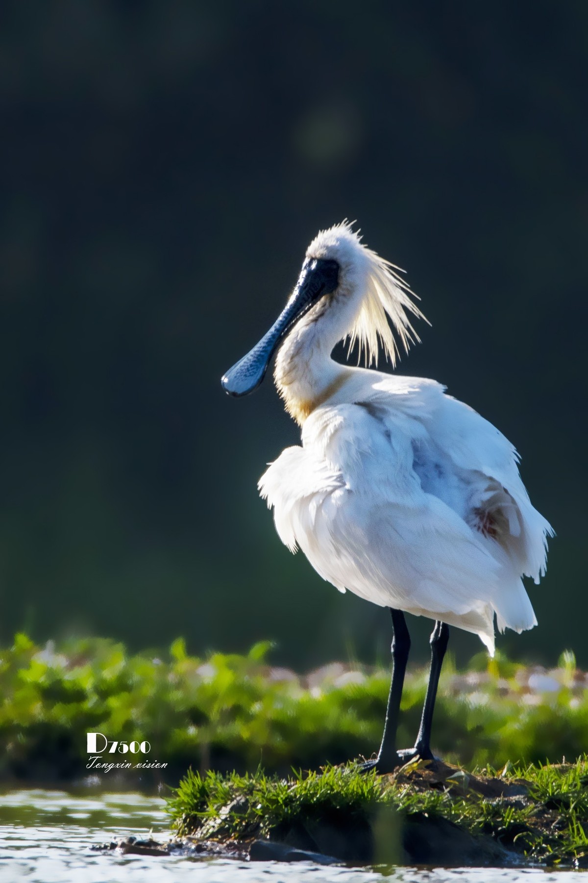 庄河鹭泊湖（8）