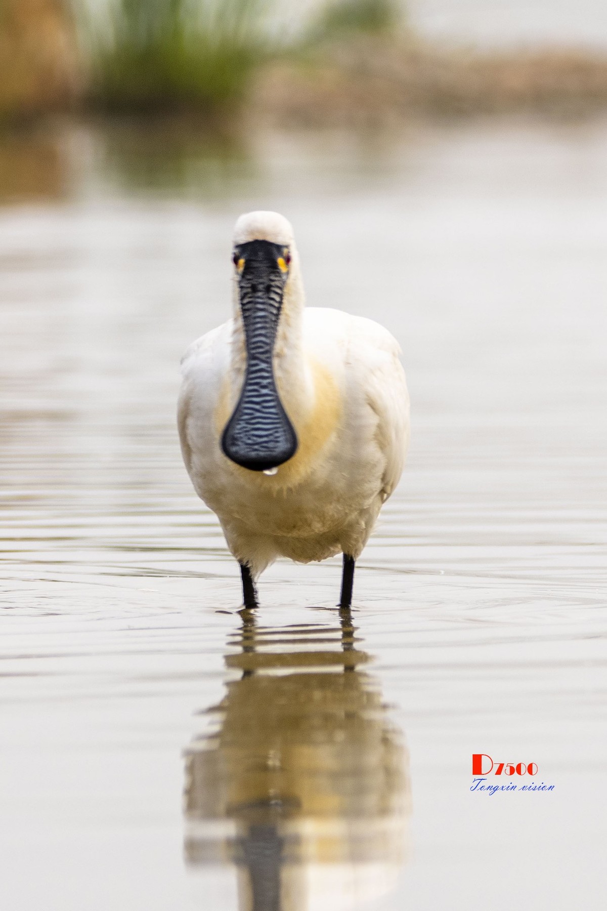 庄河鹭泊湖（8）