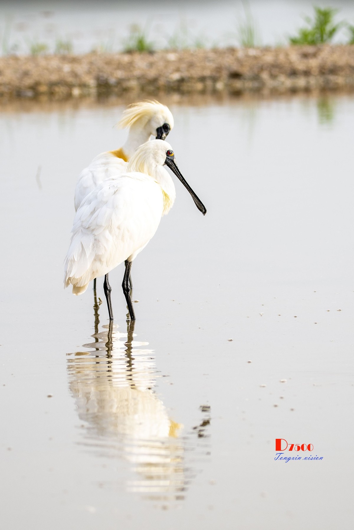 庄河鹭泊湖（8）