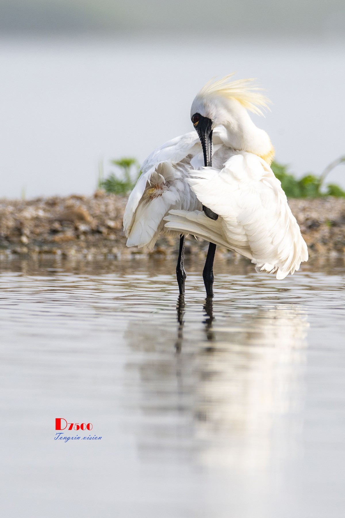 庄河鹭泊湖（8）