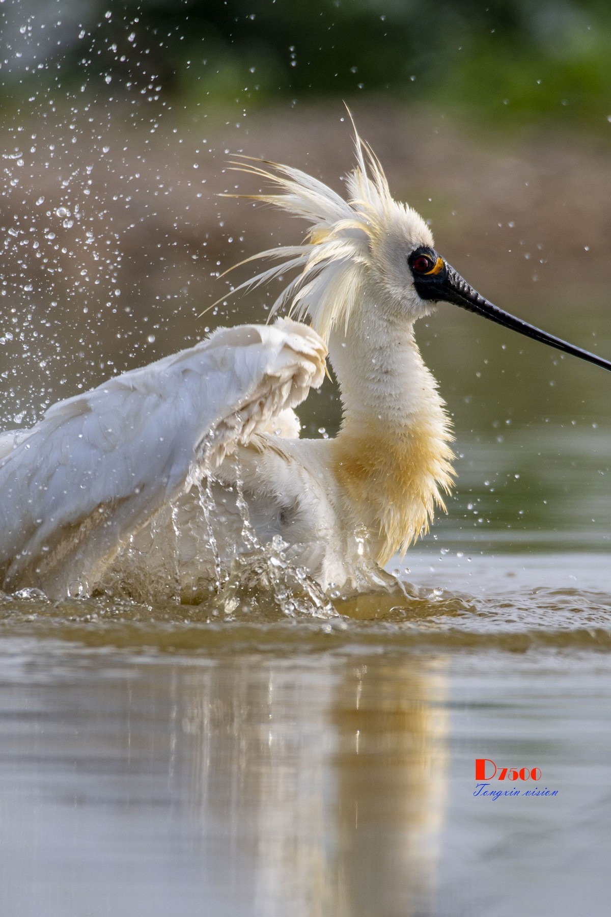 庄河鹭泊湖（8）