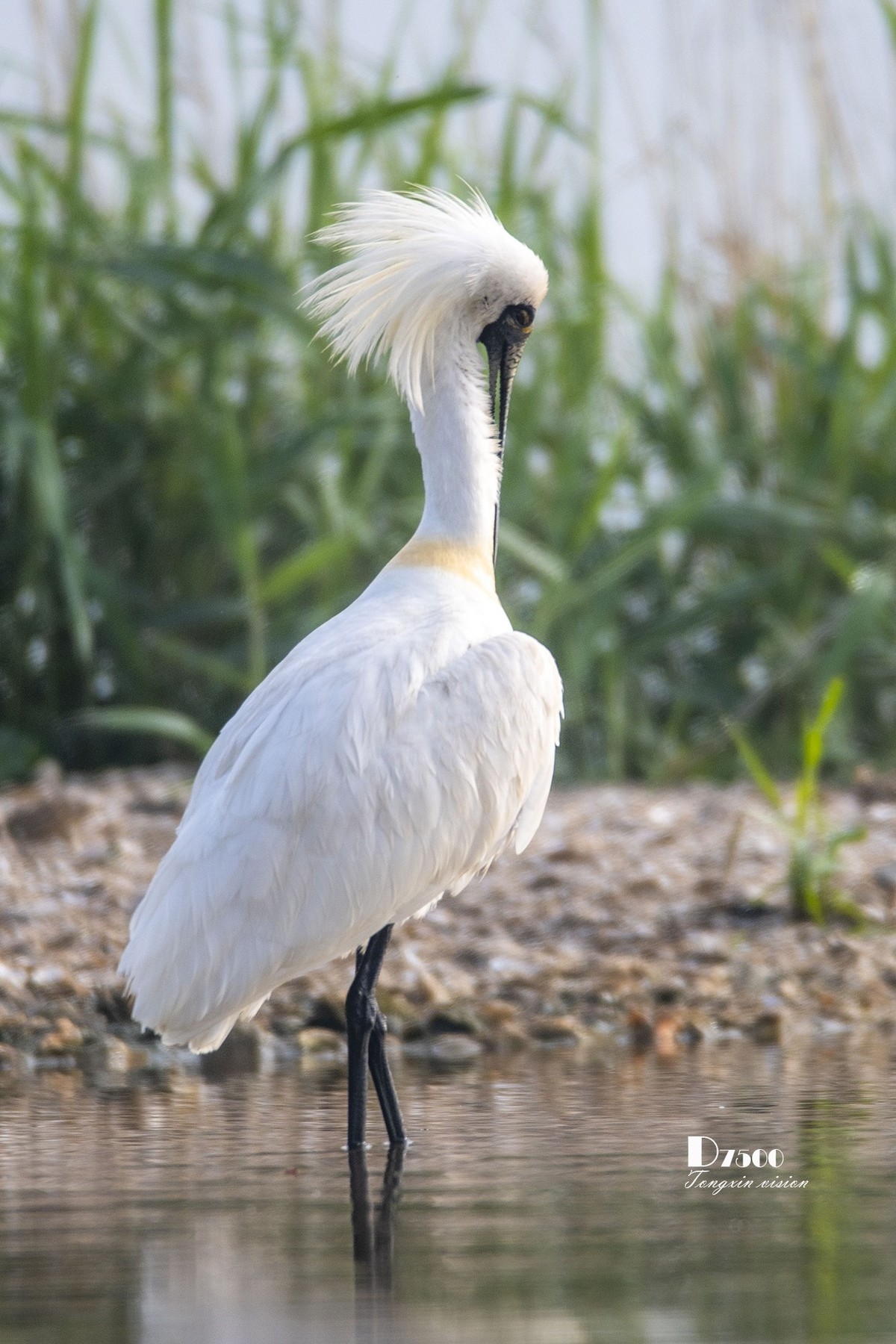 庄河鹭泊湖（8）