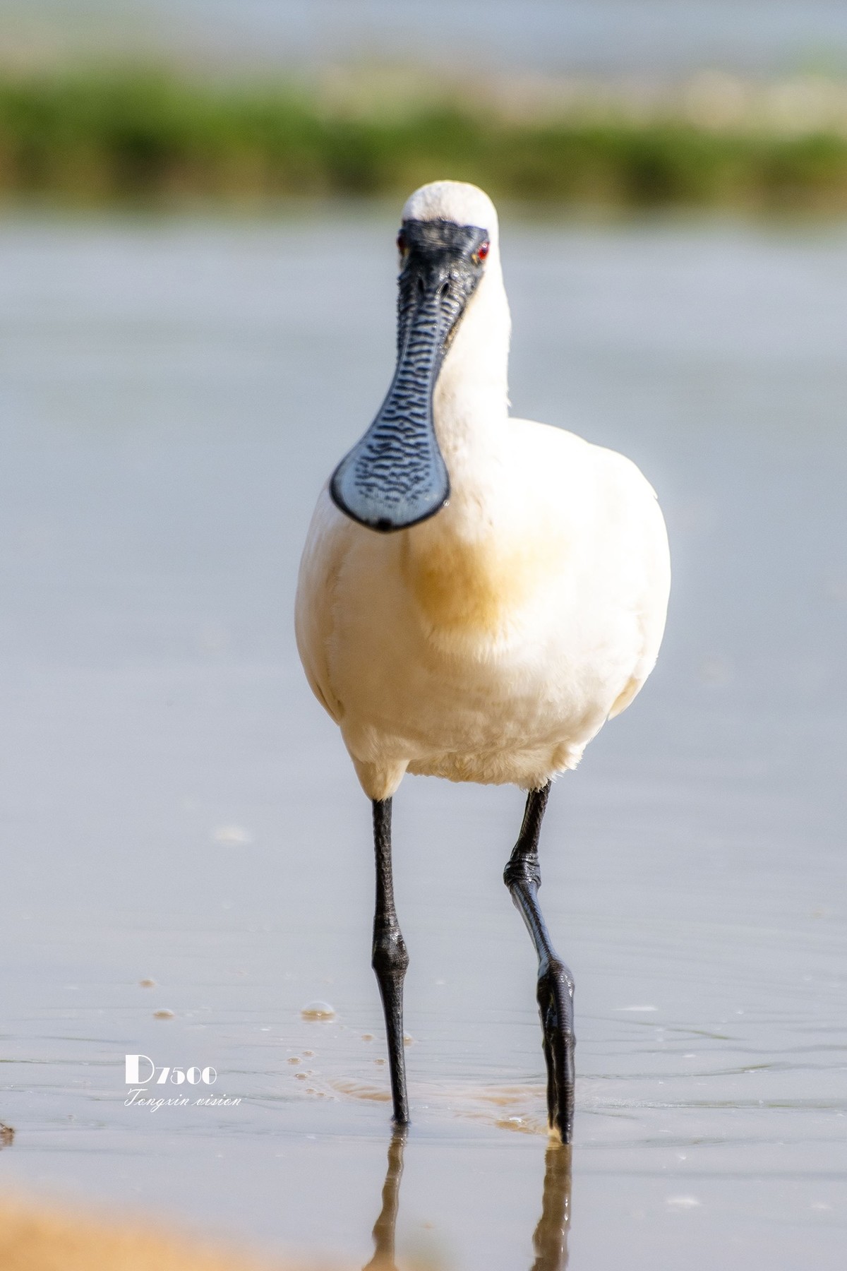 庄河鹭泊湖（8）