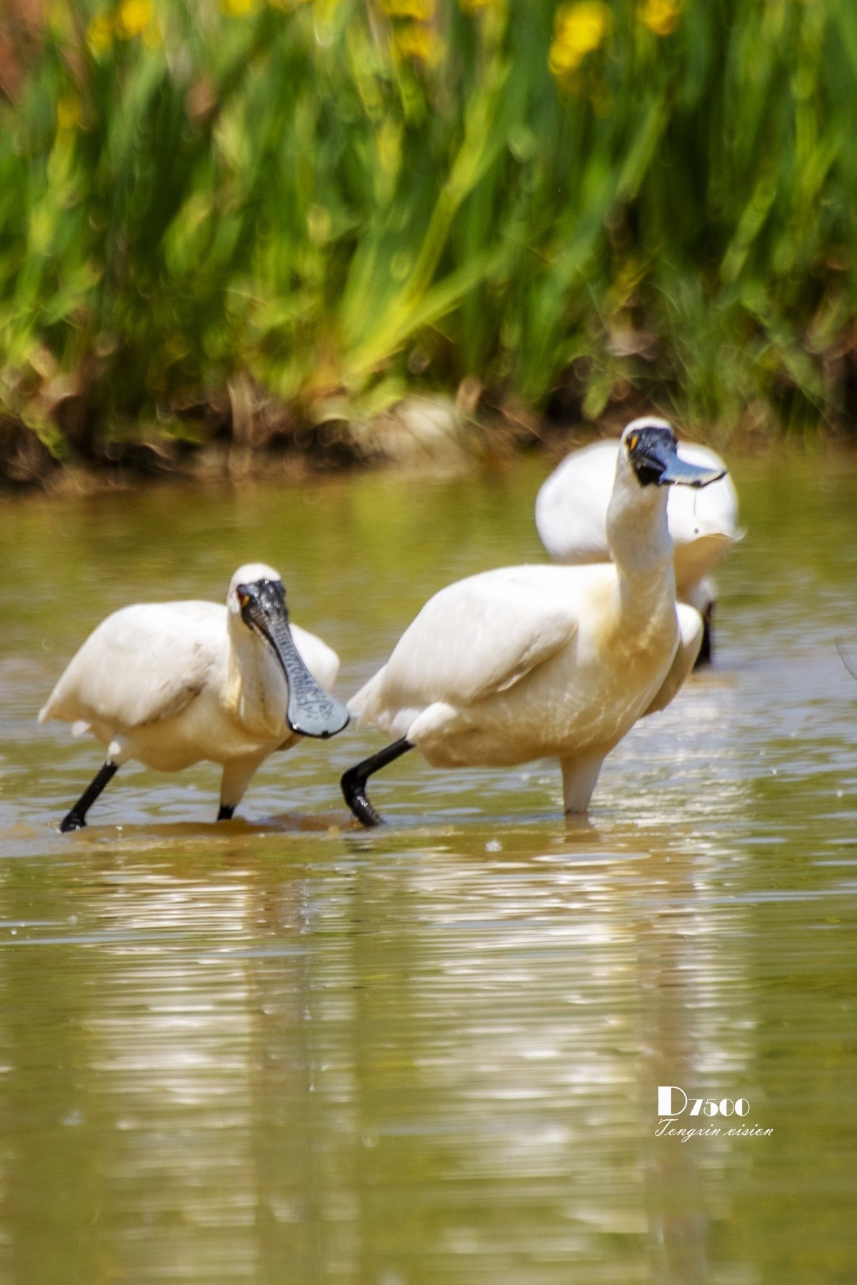 庄河鹭泊湖（8）
