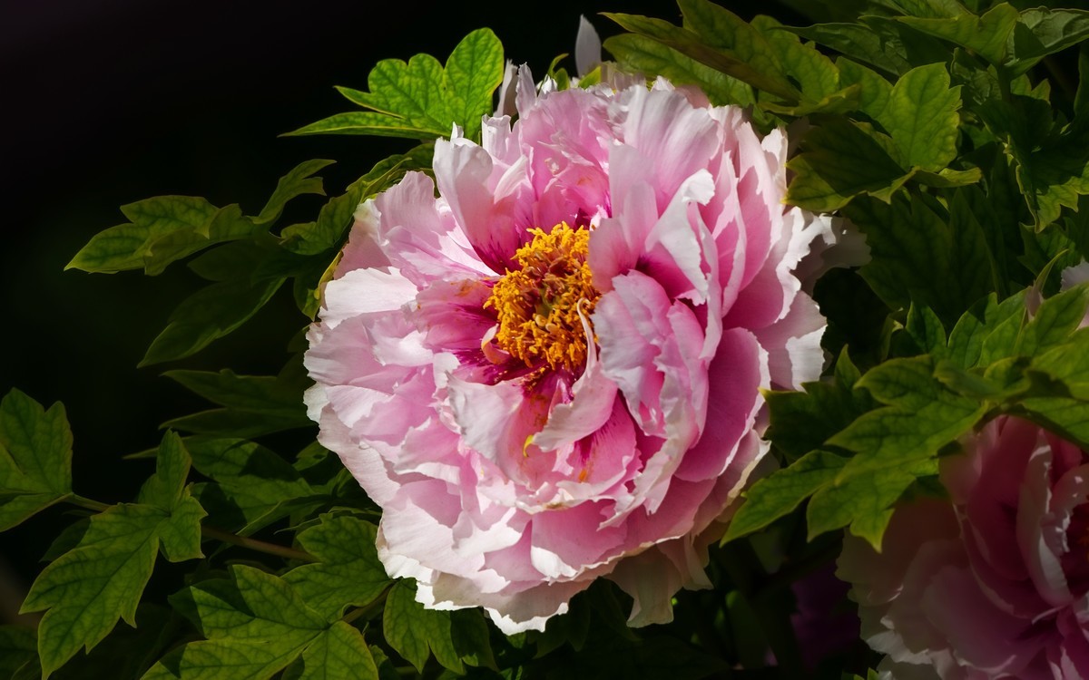 春游景山公园20250422 《1》