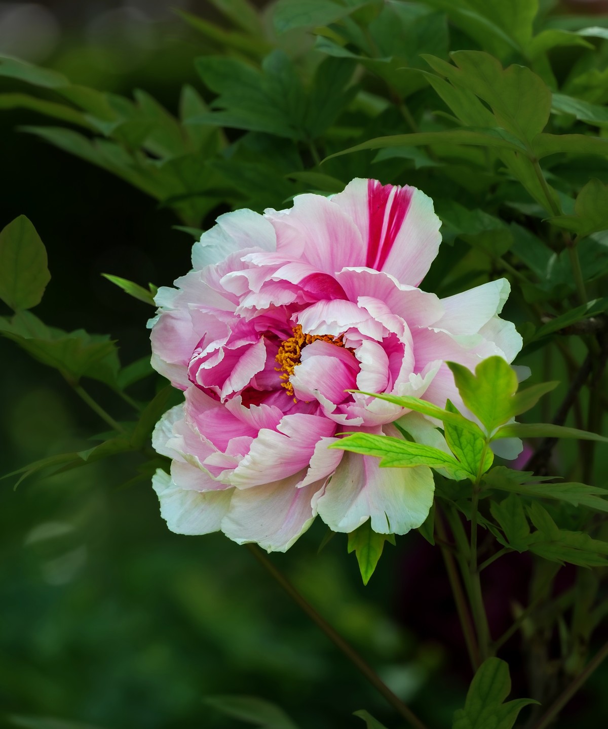 春游景山公园20250422 《1》