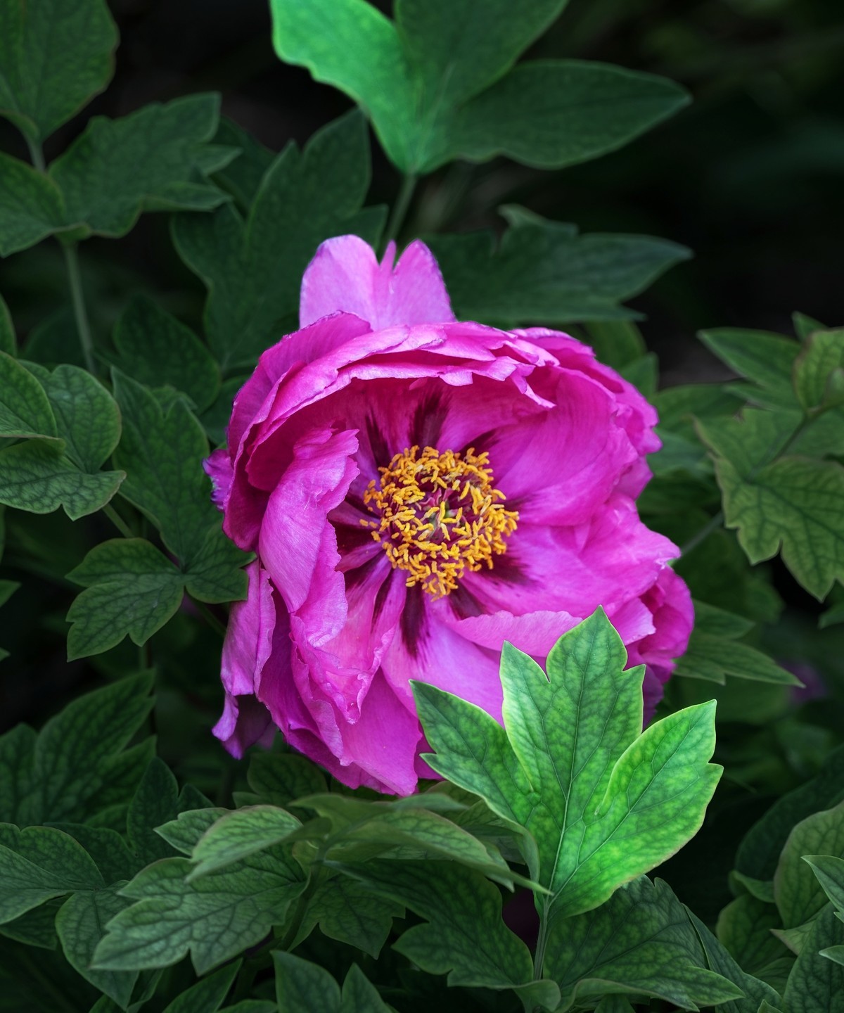 春游景山公园20250422 《1》