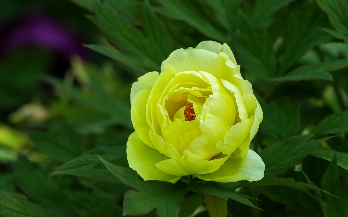 春游景山公园20250422 《1》