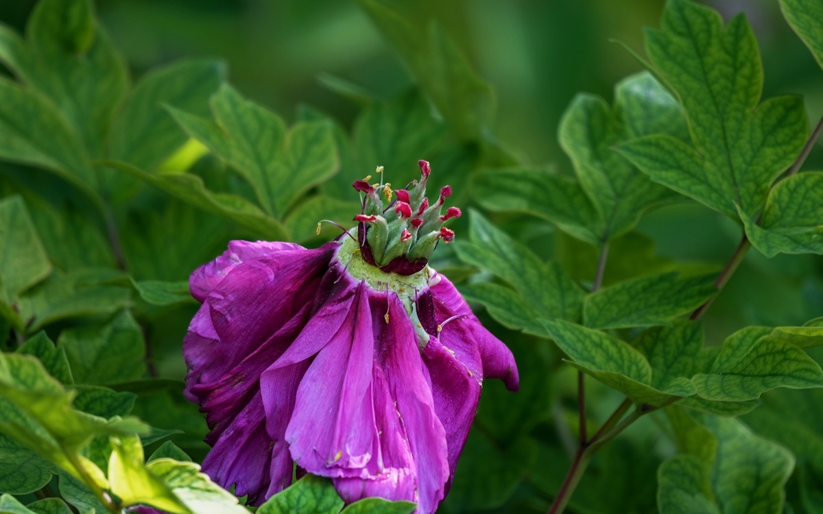 春游景山公园20250422 《1》