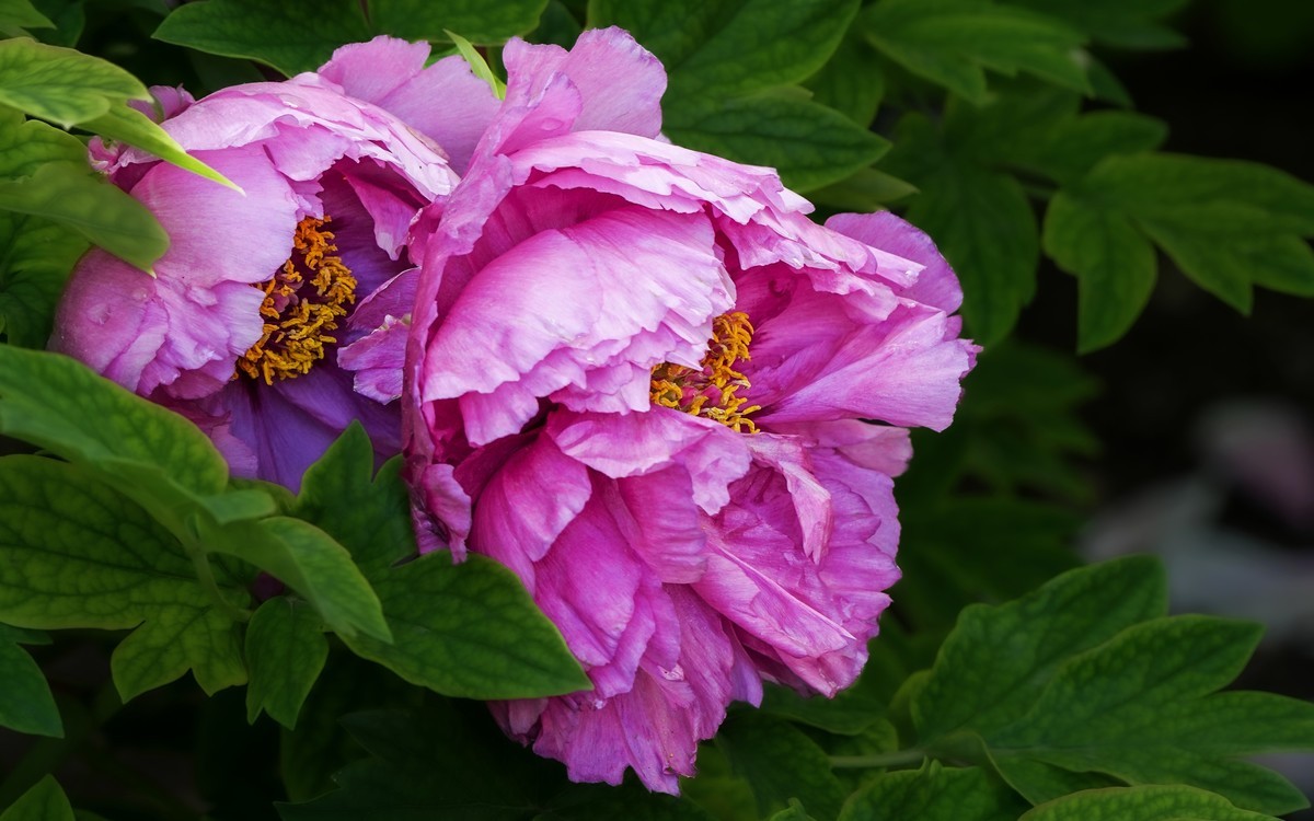 春游景山公园20250422 《1》