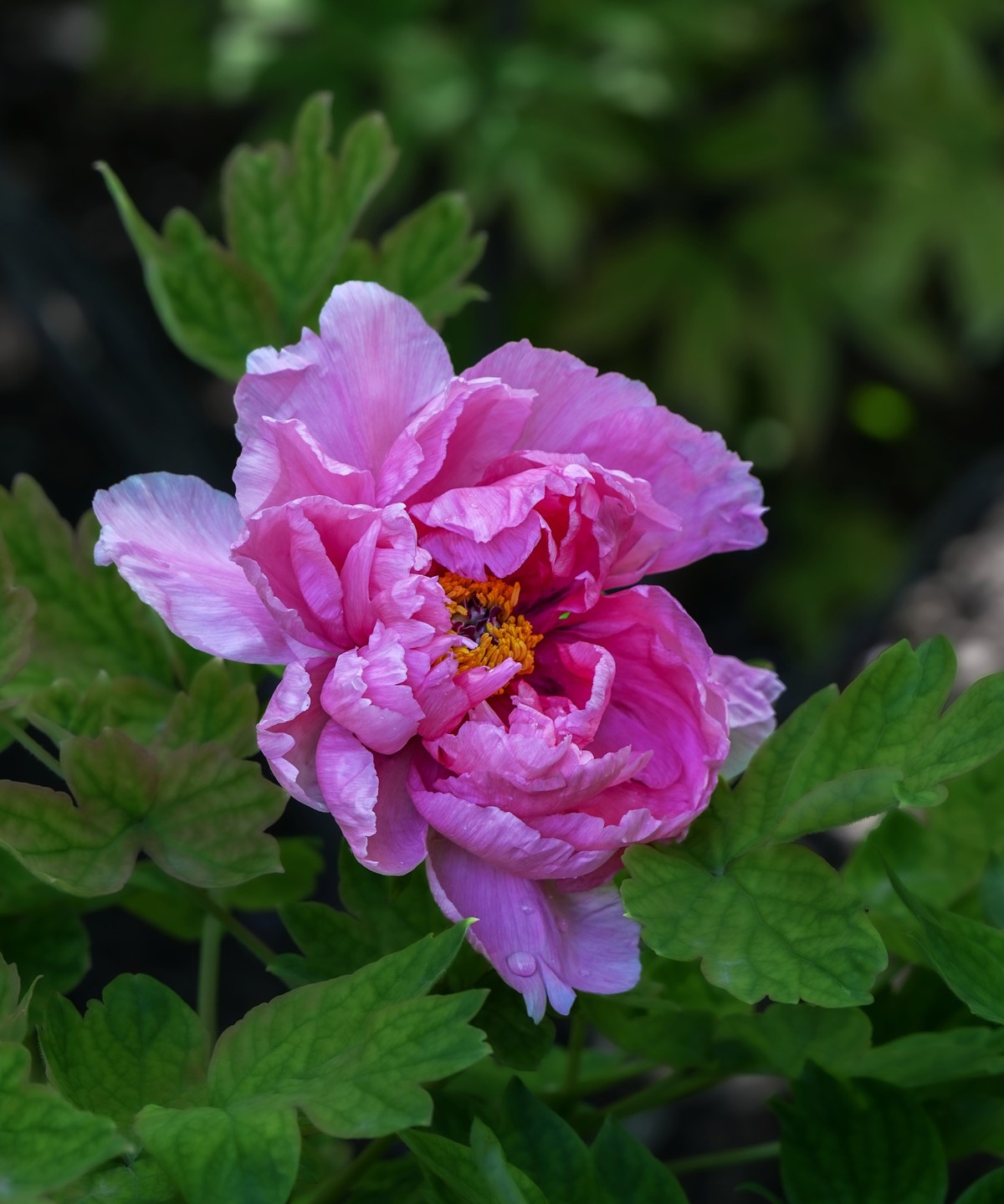 春游景山公园20250422 《1》