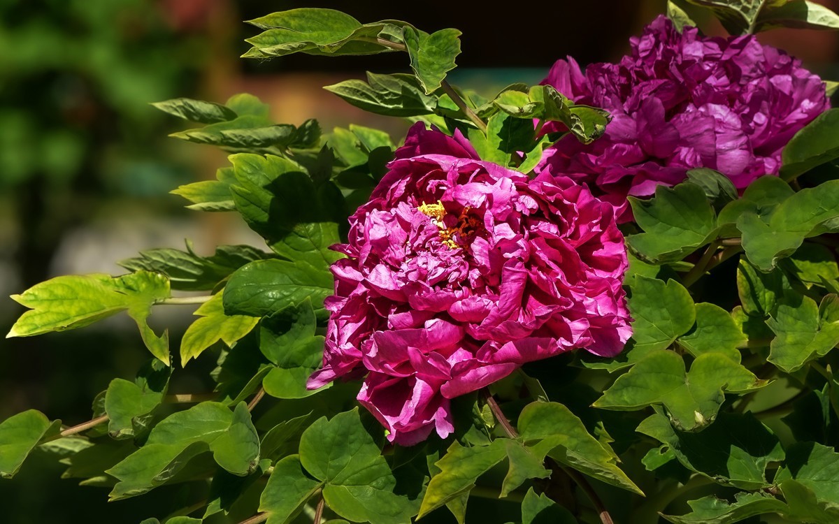 春游景山公园20250422 《1》