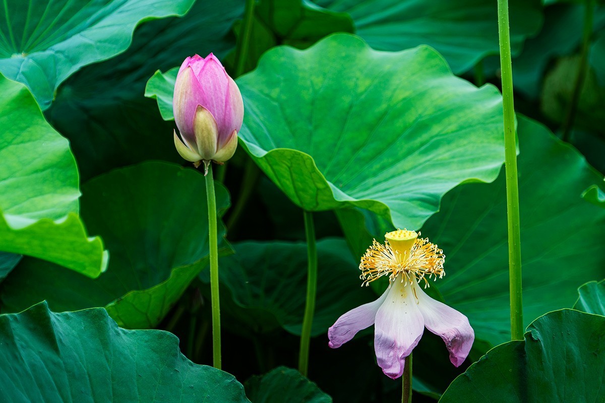 金湖荷花荡随拍