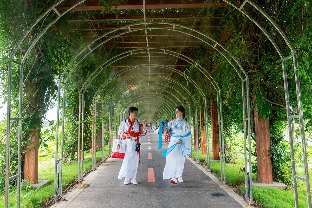 金湖荷花荡随拍