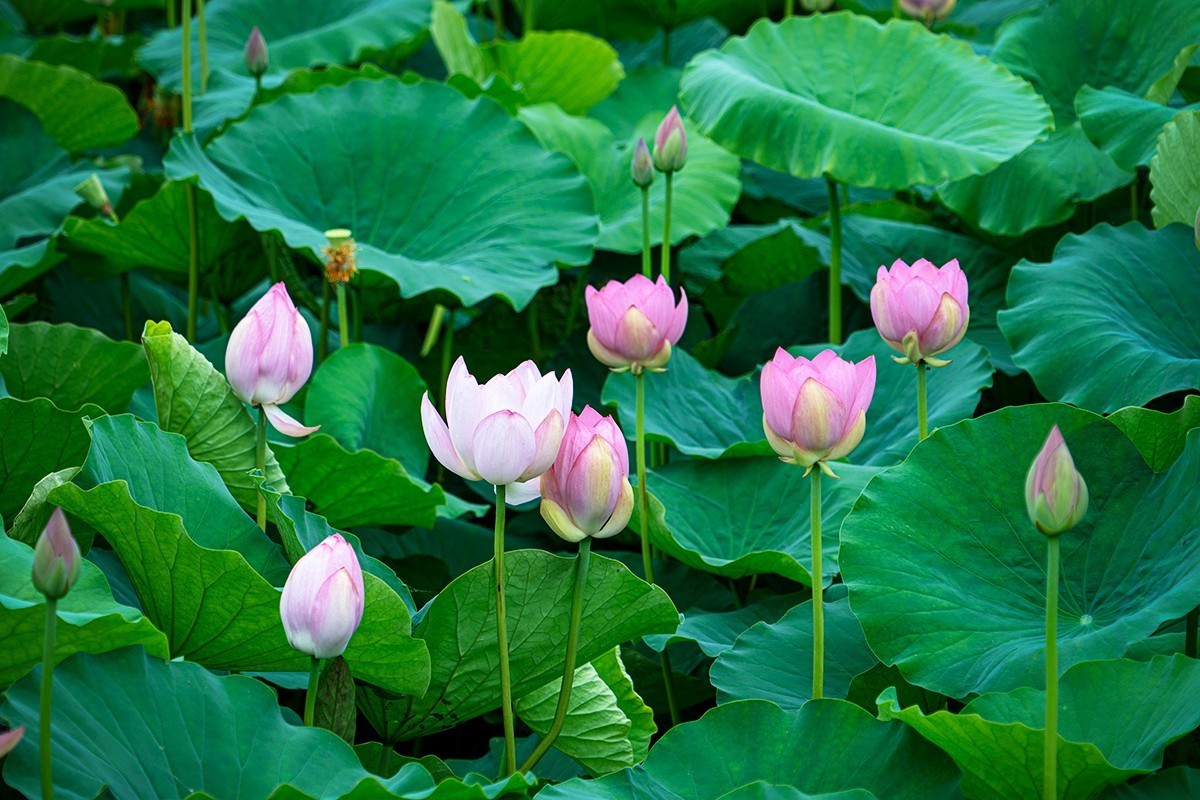 金湖荷花荡随拍