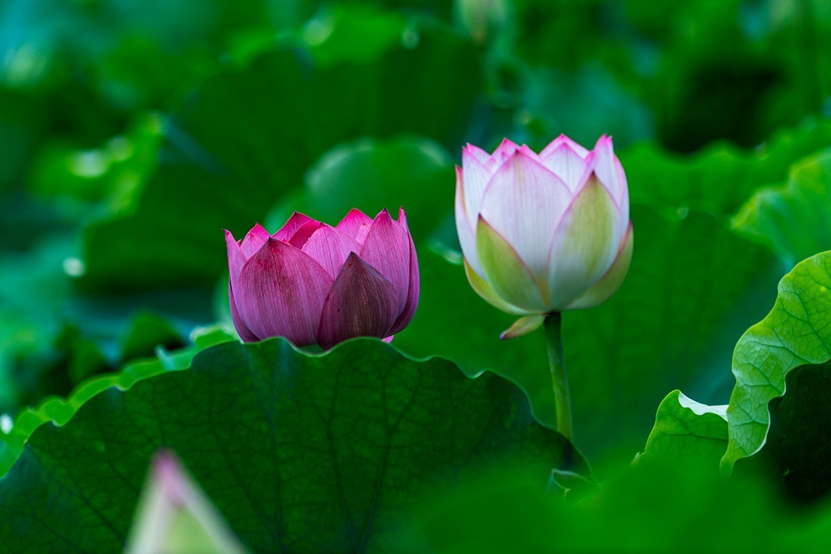 金湖荷花荡随拍