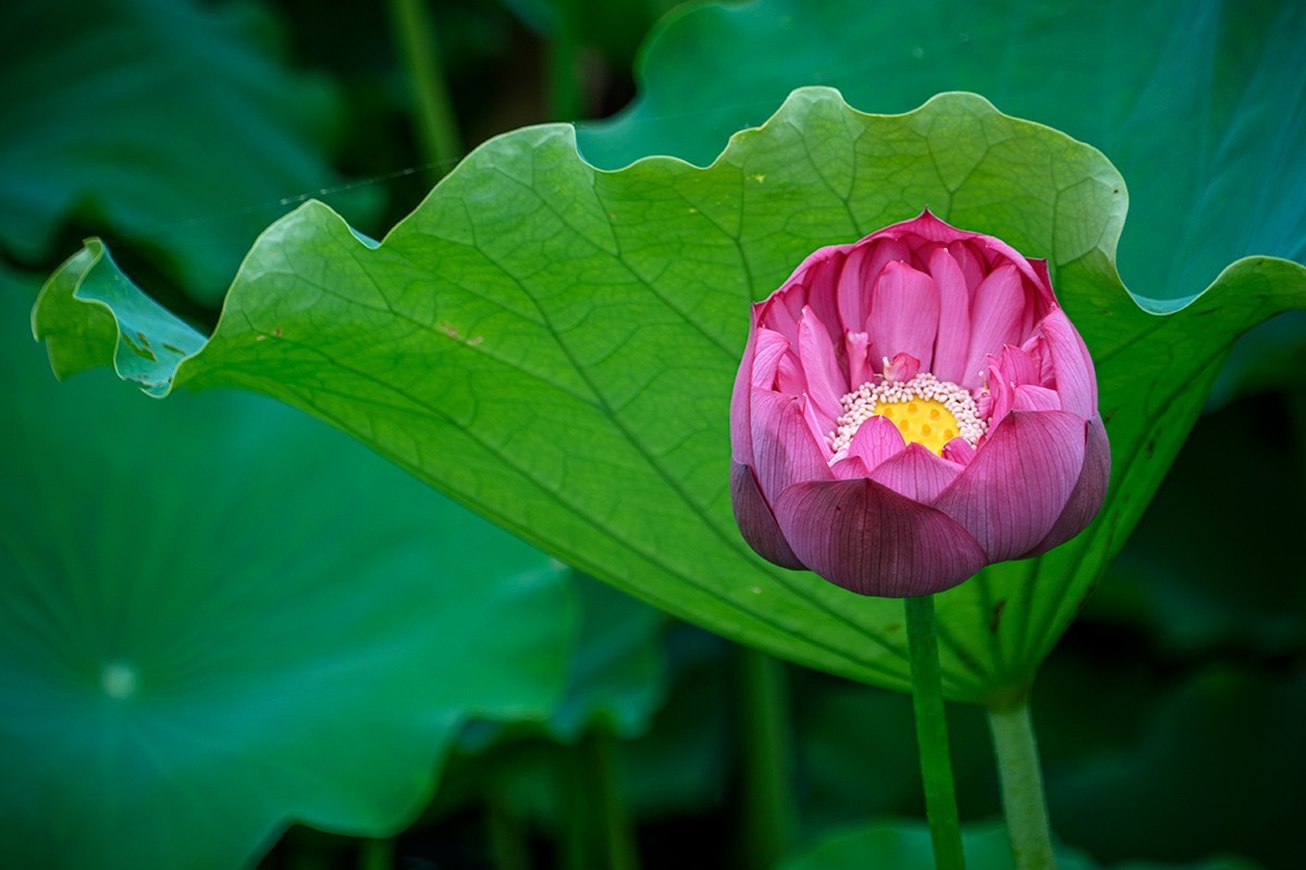 金湖荷花荡随拍