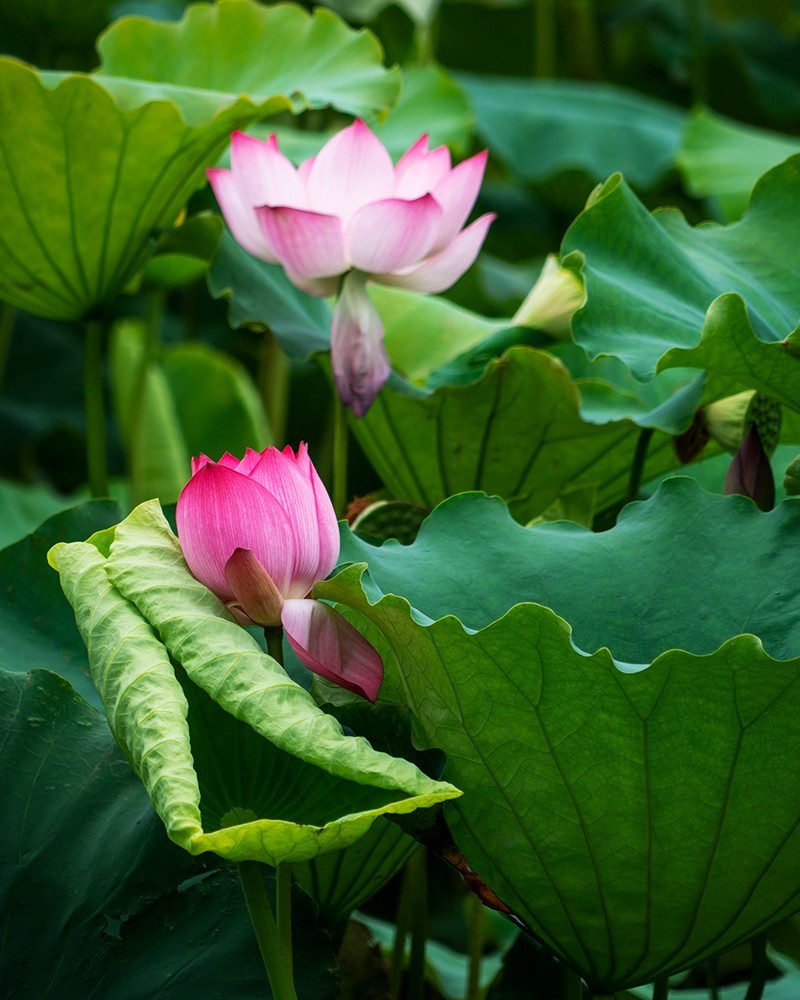 金湖荷花荡随拍