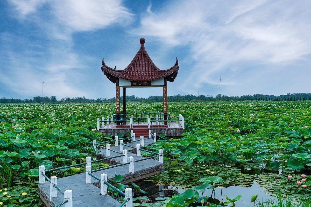 金湖荷花荡随拍