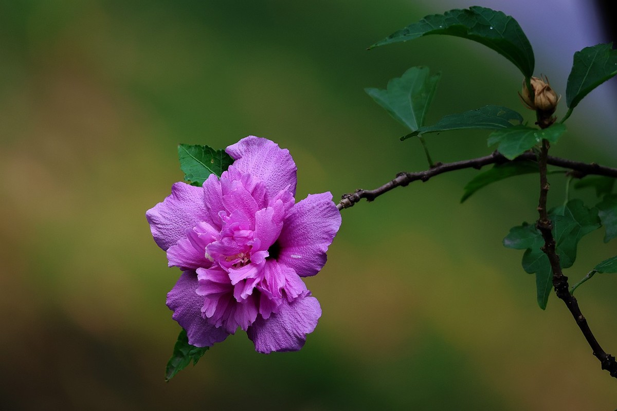 试用佳能r7 rf100-400镜头拍木槿花