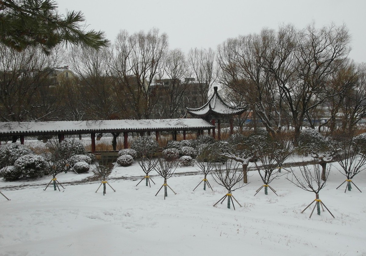 2020第二场雪-续15P