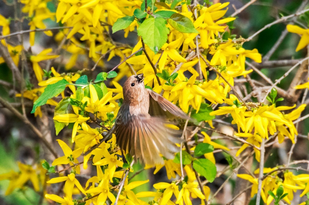 春天的粽头鸦雀（五）