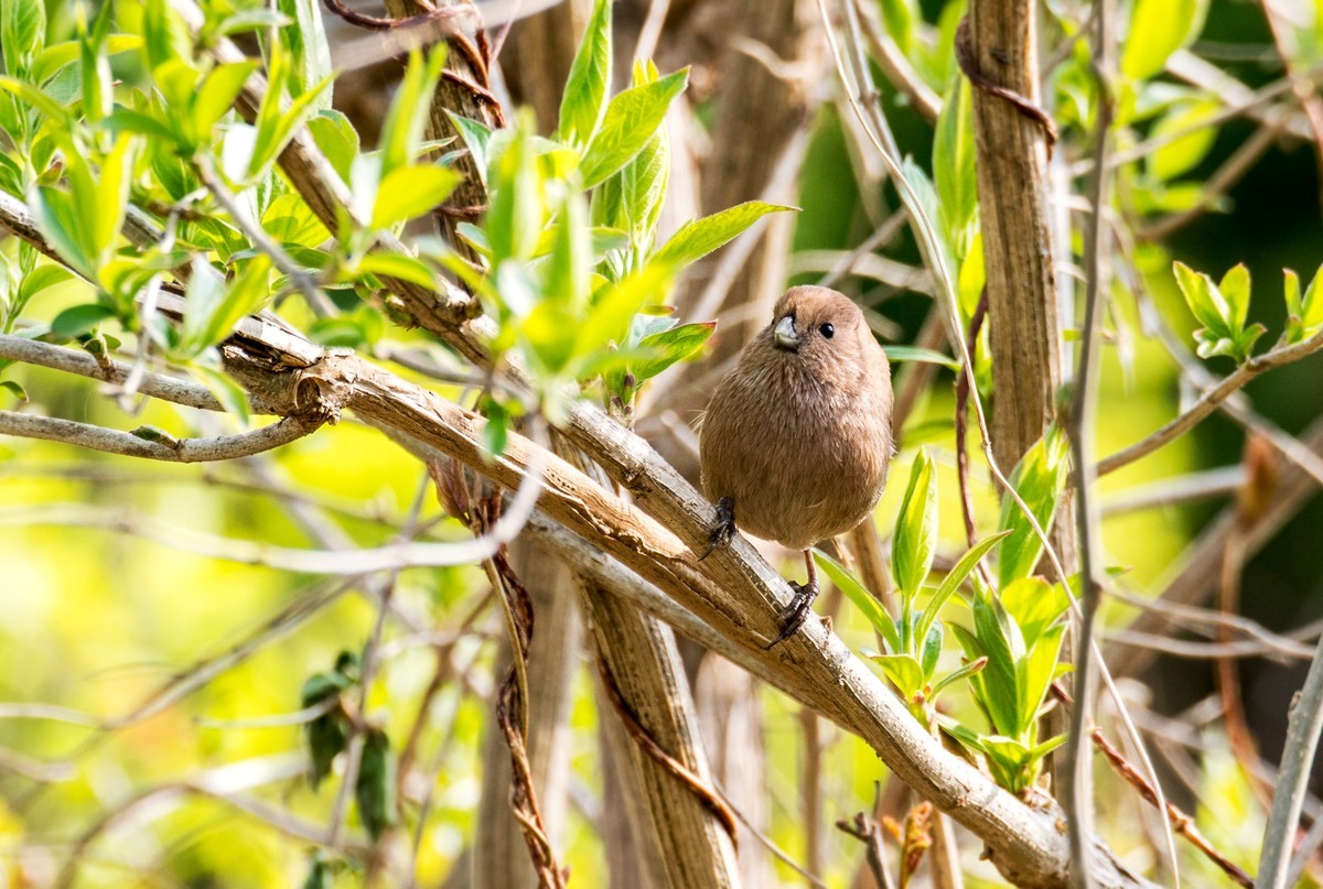 春天的粽头鸦雀（五）