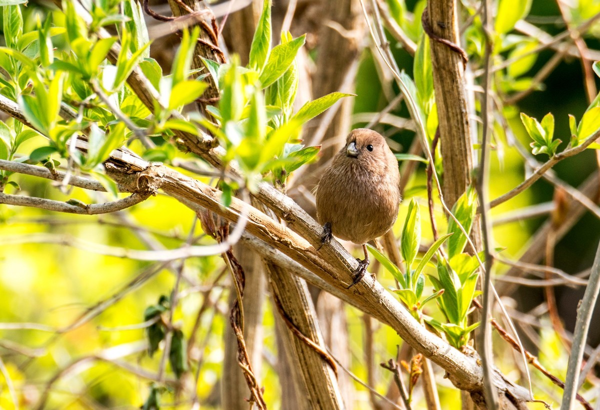 春天的粽头鸦雀（五）