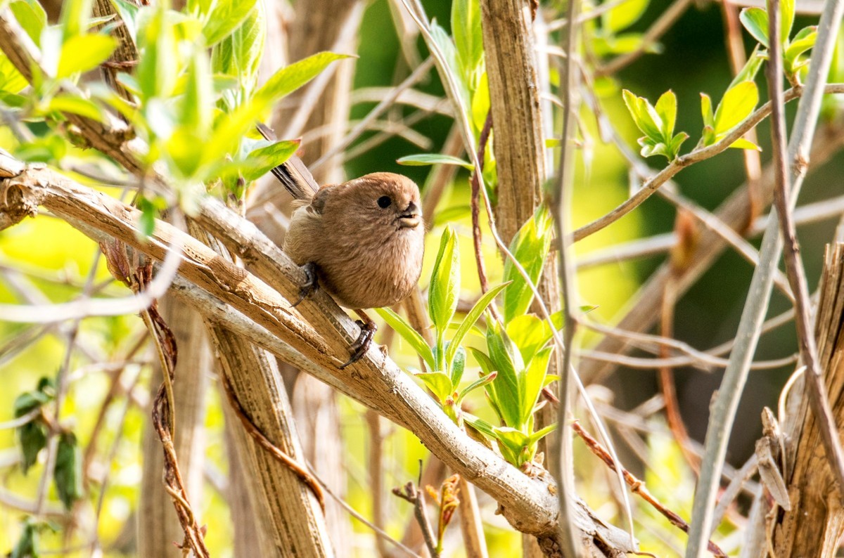 春天的粽头鸦雀（五）