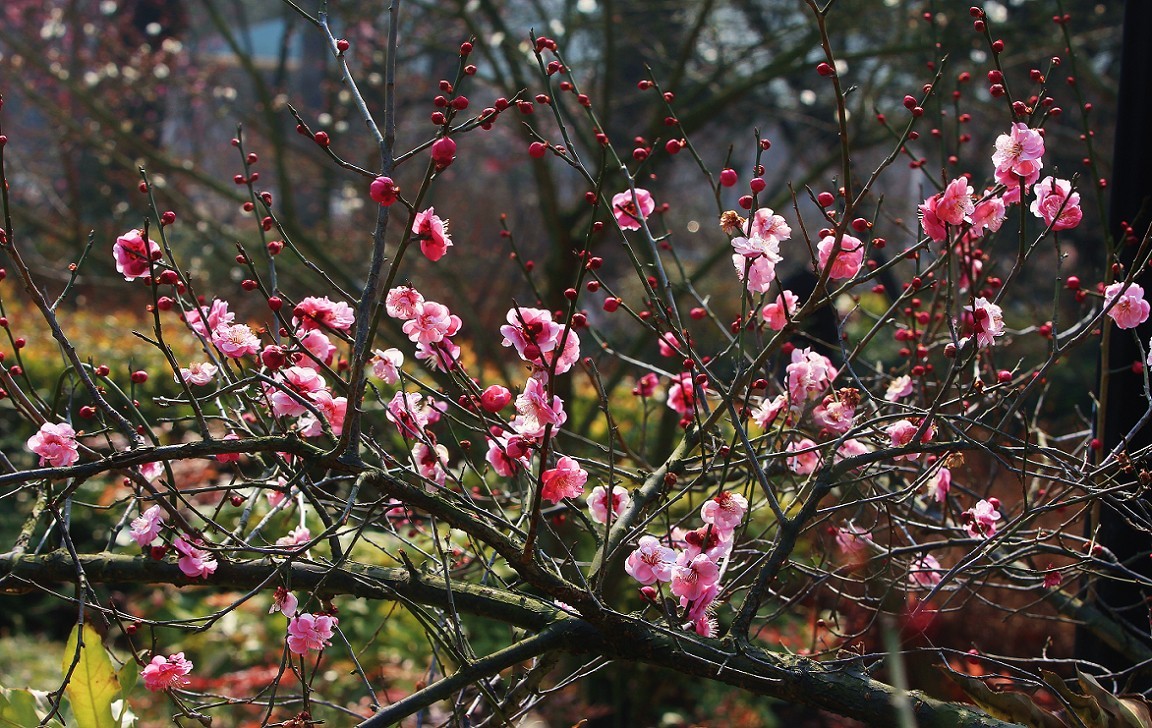 2023春季拍花季节开始了《鸟语花香迎春天》每年一次的任务开始忙活了!