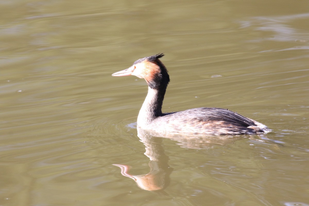 水中自由自在的游玩
