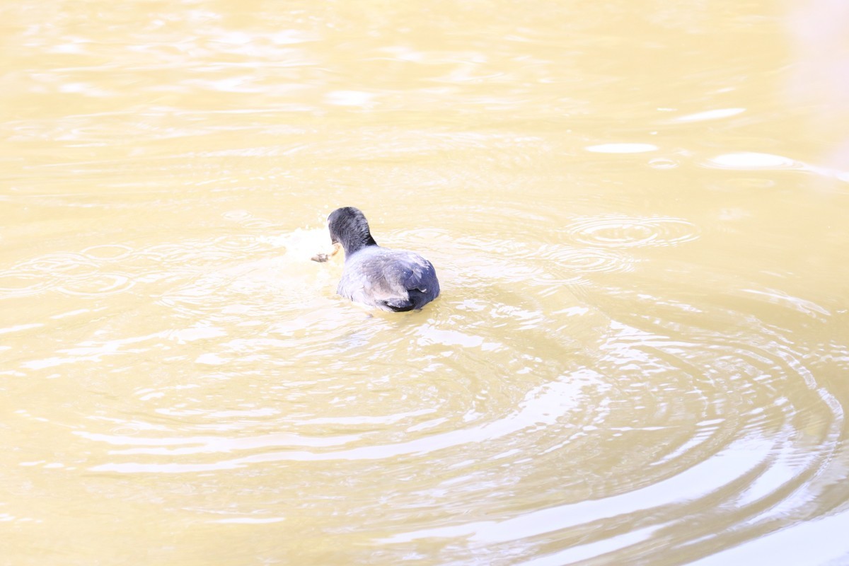 水中自由自在的游玩