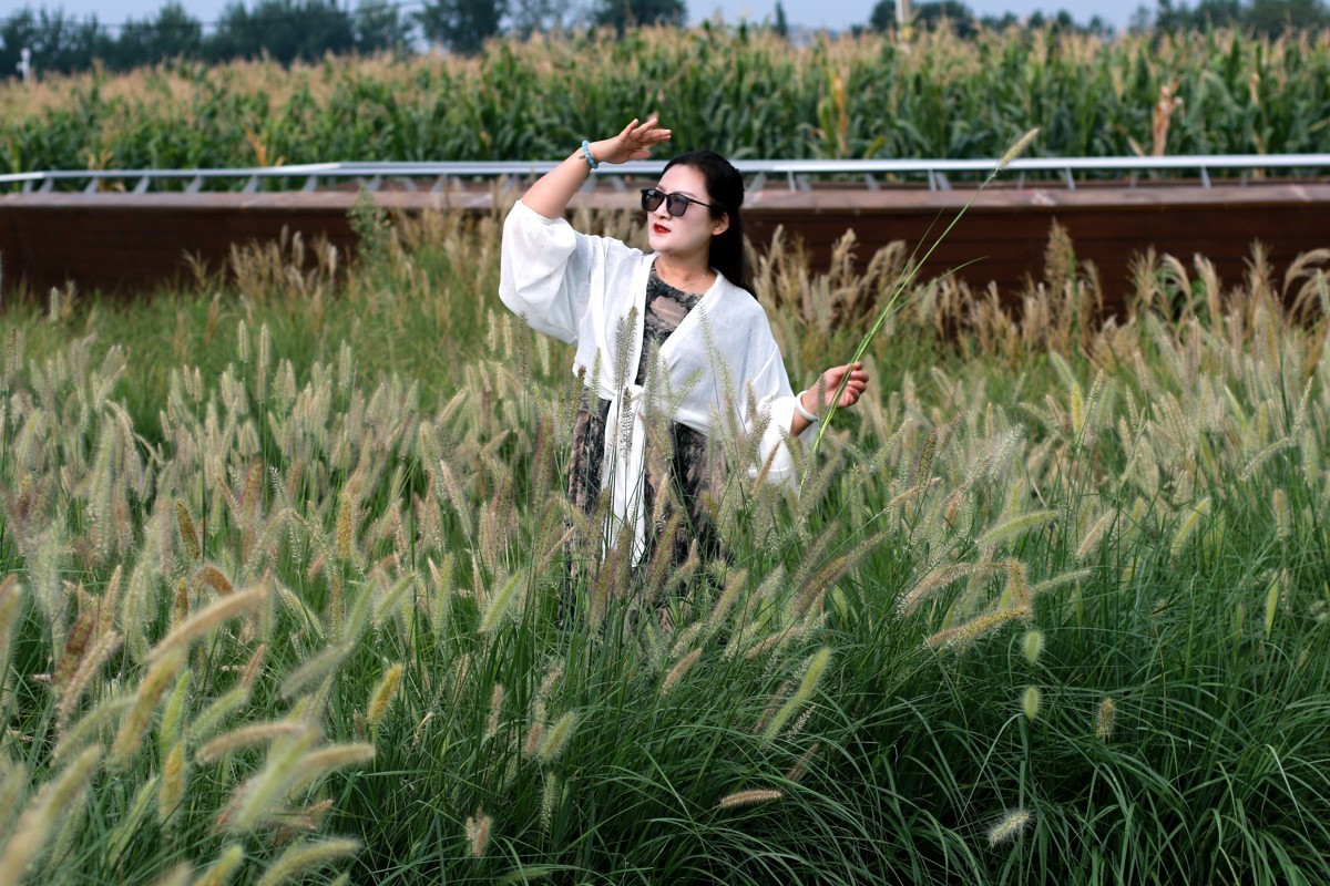 走进狼尾草的世界