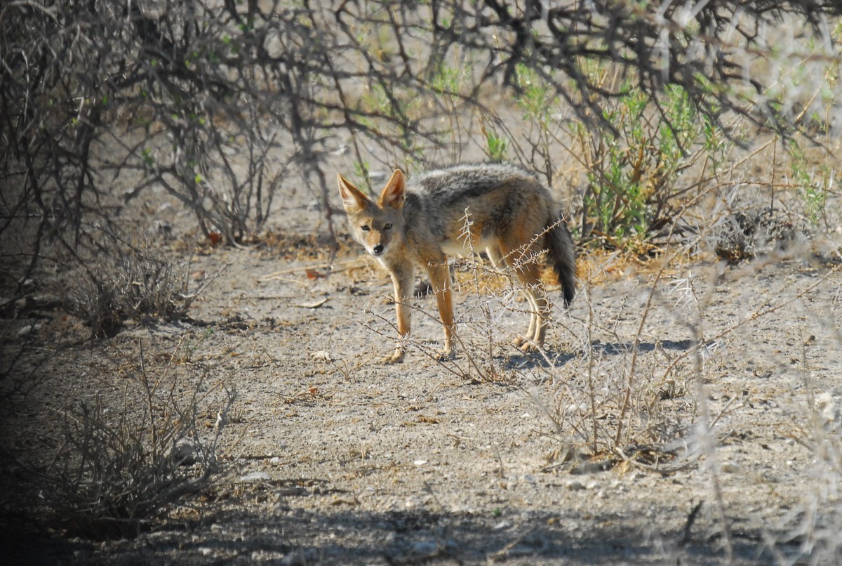 尼康D200，适马50-500镜头拍小动物。
