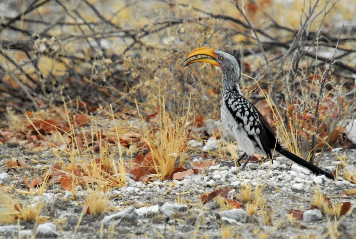 尼康D200，适马50-500镜头拍小动物。