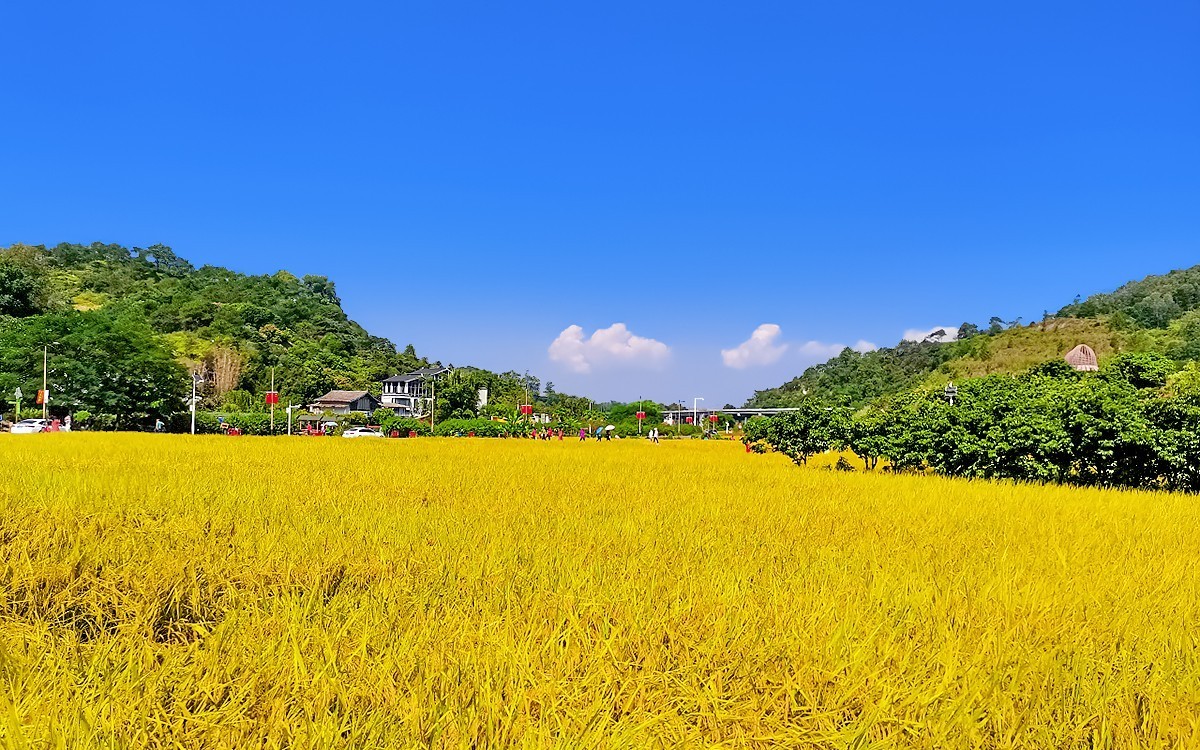 23354 ─ 手机随拍···稻子熟了