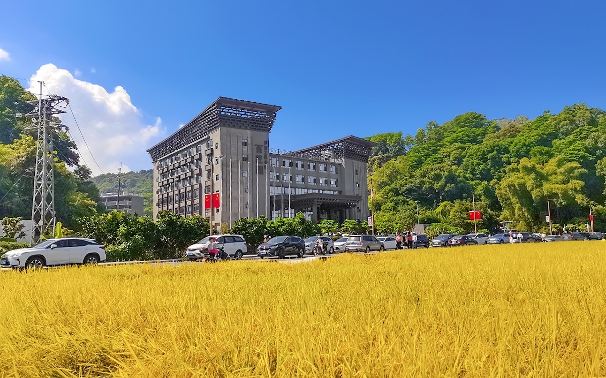 23354 ─ 手机随拍···稻子熟了