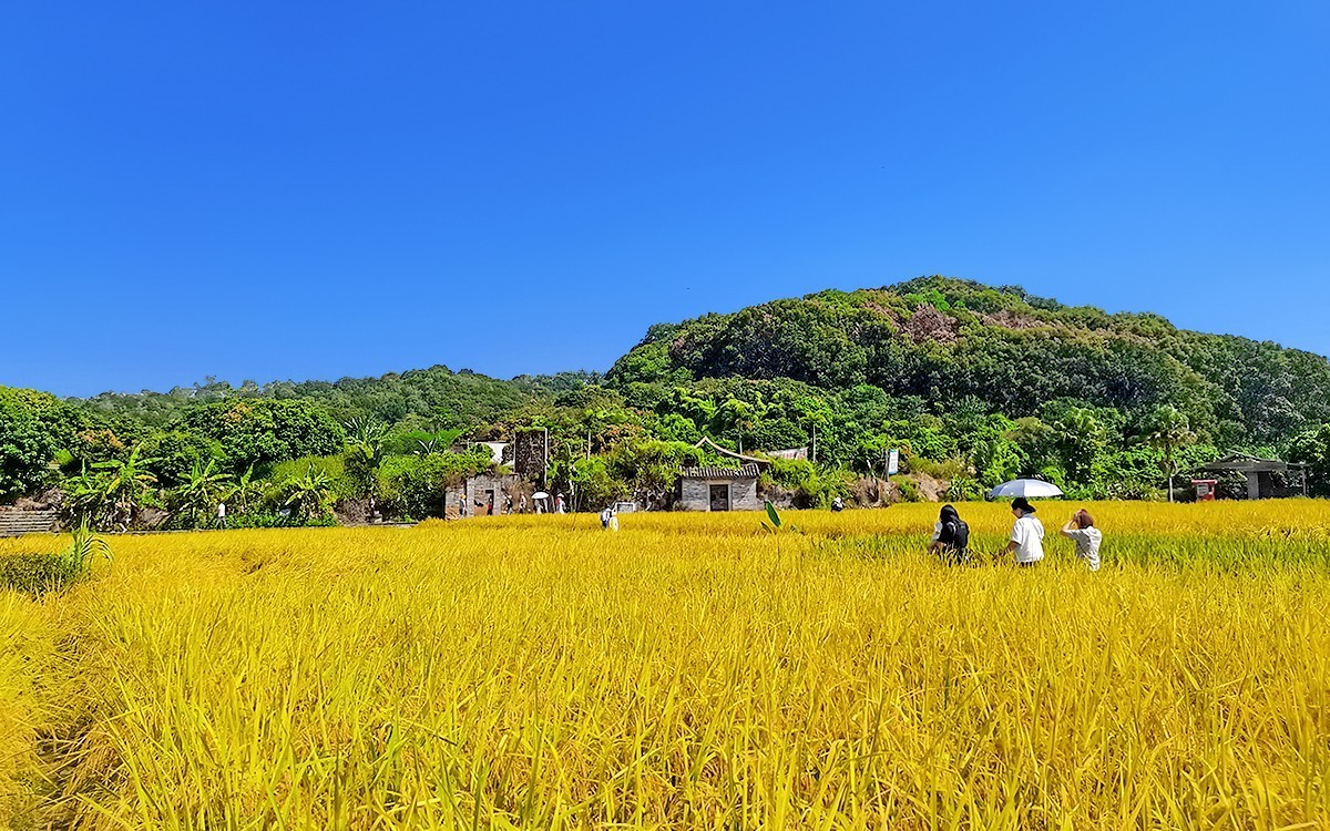 23354 ─ 手机随拍···稻子熟了