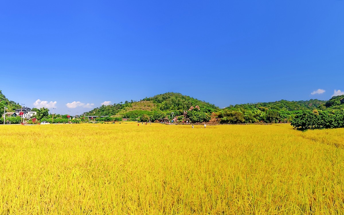 23354 ─ 手机随拍···稻子熟了