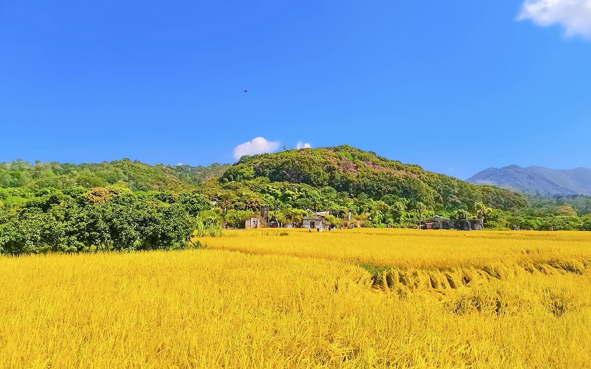 23354 ─ 手机随拍···稻子熟了