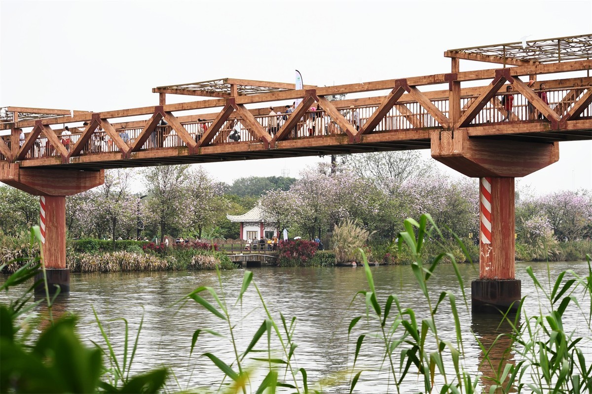 海珠湿地花似海