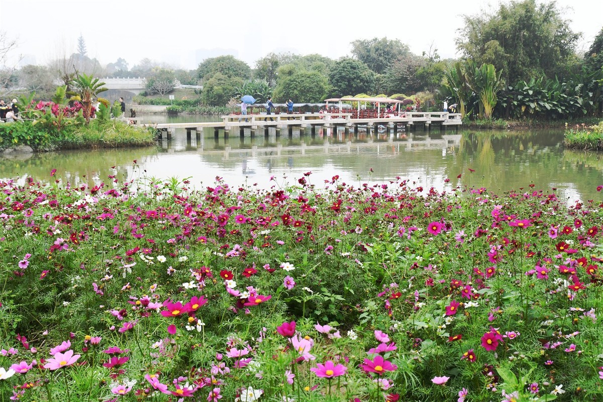 海珠湿地花似海